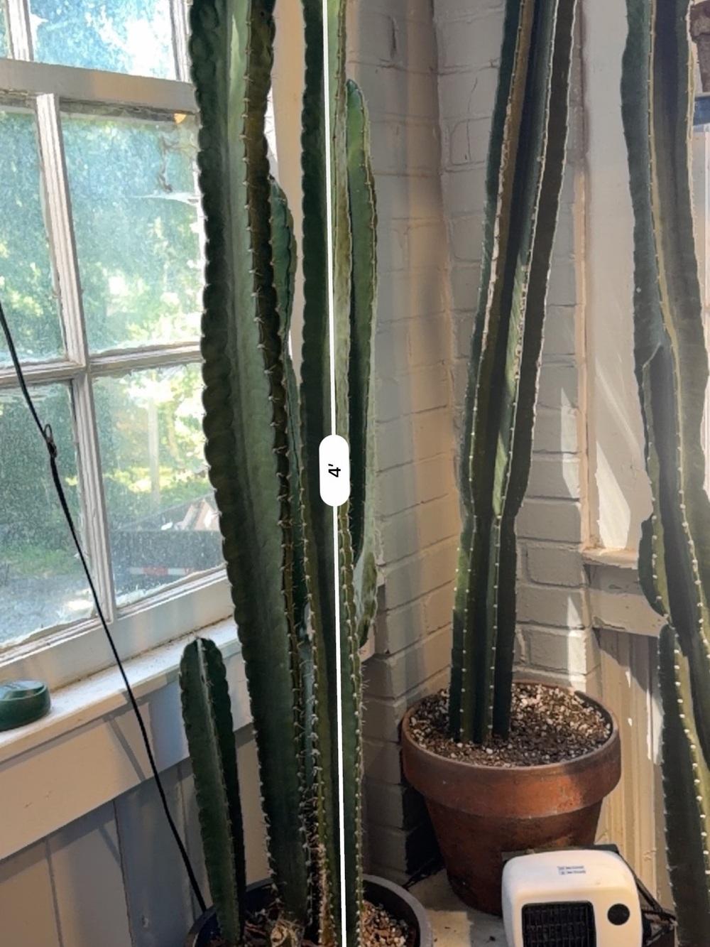 Peruvian Apple Cactus Clipping- Home Décor Accent 4ft